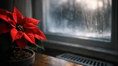 How to care for a poinsettia so it stays full and colorful all season